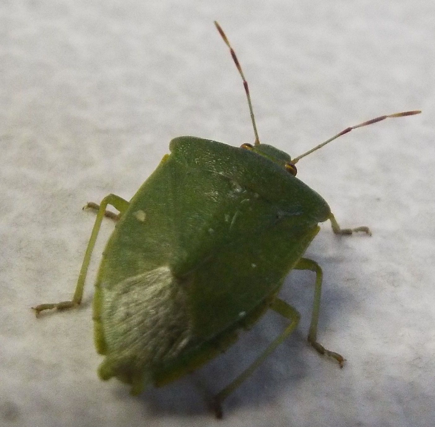 Pentatomidae:  Nezara viridula